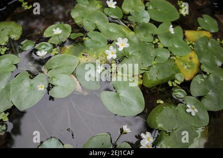 Pochi piccoli fiori bianchi d'acqua e foglie su un laghetto Foto Stock