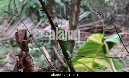 Una lucertola verde multicolore su bastone asciutto Foto Stock