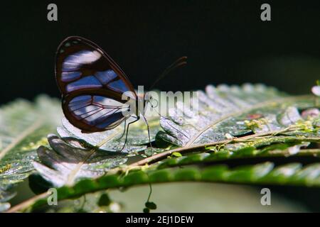 Farfalla greta ora in vetro, farfalla ad ala trasparente in Costa Rica Foto Stock