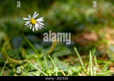 Margherita bianco su un campo verde Foto Stock