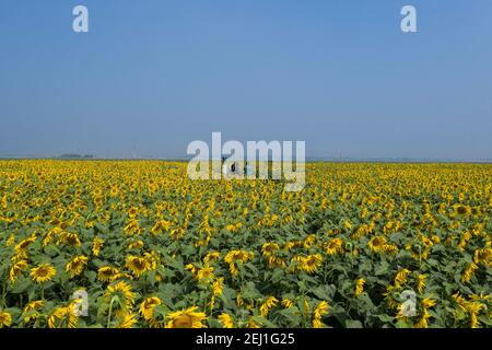 Vista aerea di un campo di girasole a Brahmanbaria, Bangladesh Foto Stock