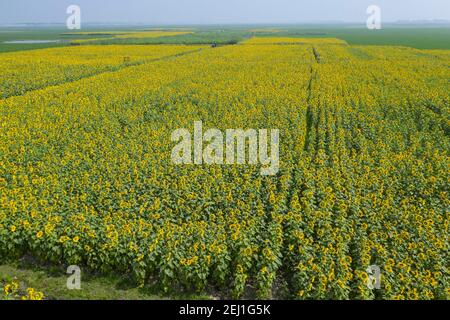 Vista aerea di un campo di girasole a Brahmanbaria, Bangladesh Foto Stock