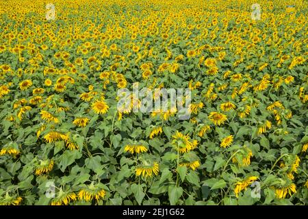 Vista aerea di un campo di girasole a Brahmanbaria, Bangladesh Foto Stock