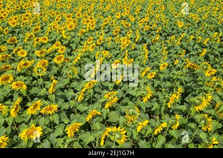 Vista aerea di un campo di girasole a Brahmanbaria, Bangladesh Foto Stock