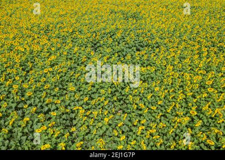 Vista aerea di un campo di girasole a Brahmanbaria, Bangladesh Foto Stock