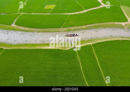 Vista aerea di un campo di risaie verde a Brahmanbaria, Bangladesh Foto Stock