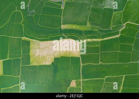 Vista aerea di un campo di risaie verde a Brahmanbaria, Bangladesh Foto Stock