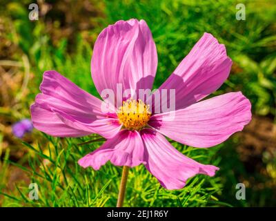 Closeup di un bel fiore rosa-viola (Cosmos bipinnatus), comunemente chiamato il cosmo giardino o l'astro messicano, con un centro pieno di polline, che Foto Stock