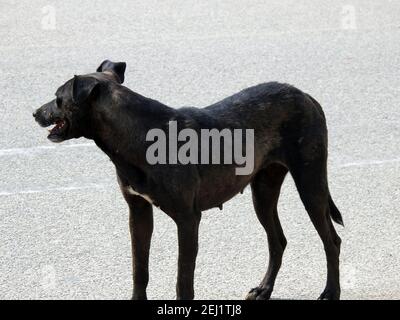 Un cane nero femmina di strada con pulci di cane e zecche sul suo corpo, un nero vagato egiziano femmina cane, pulci e zecche su un cane di strada. Foto Stock