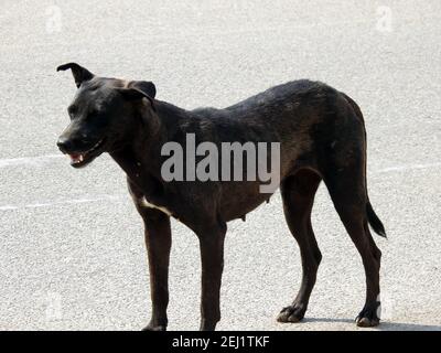 Un cane nero femmina di strada con pulci di cane e zecche sul suo corpo, un nero vagato egiziano femmina cane, pulci e zecche su un cane di strada. Foto Stock