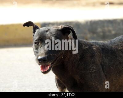 Un cane nero femmina di strada con pulci di cane e zecche sul suo corpo, un nero vagato egiziano femmina cane, pulci e zecche su un cane di strada. Foto Stock