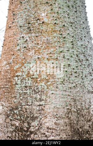 Bombax Ceiba - albero di cotone di seta rosso. Foto Stock