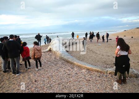 Pechino, Cina. 19 Feb 2021. La gente si riunisce intorno ad una carcassa di balena dopo che è stata lavata a terra dal Mediterraneo vicino al kibbutz israeliano meridionale di Nitzanim, il 19 febbraio 2021. Credit: Muammar Awad/Xinhua/Alamy Live News Foto Stock