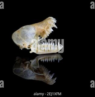 Macro vista del cranio del pipistrello bruno (Myotis lucifugus). Foto Stock