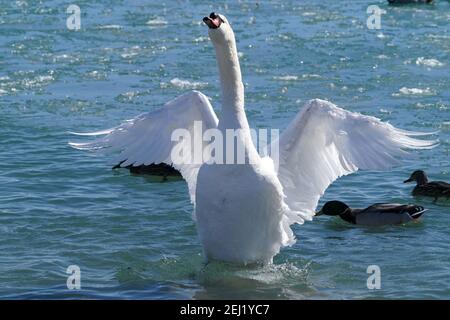 Mute e Trumpeter cigni al lago in inverno Foto Stock