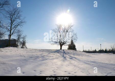 L'acero soloino su un campo invernale con lente svasatura Foto Stock