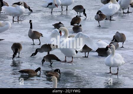 Trombettiere e cigni muti sul lago in inverno Foto Stock