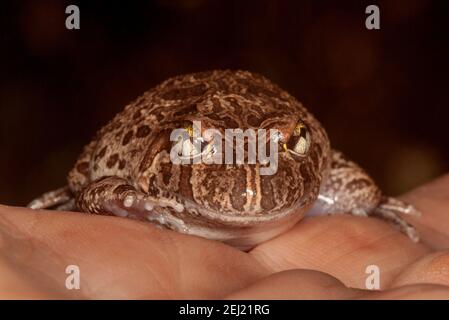 Marrone Australiano ornato Burrowing Frog, Platyplectrum ornatum, sulla mano di una persona che guarda la macchina fotografica con gli occhi grandi e ampio sorriso Foto Stock