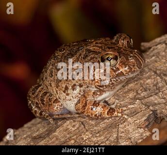 Marrone Australiano ornato Burrowing Frog, Platyplettum ornatum, camuffato su un tronco in un letto da giardino nel Queensland. Foto Stock