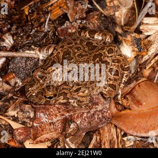 Marrone Australiano ornato Burrowing Rana, Platyplectrum ornatum, perfettamente camuffato tra foglie morte e corteccia in un letto da giardino nel Queensland. Foto Stock