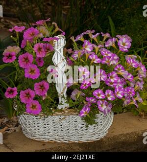 Giardinaggio contenitore, massa di belle petunia rosa e bianco vivido fiorire in un riciclato in grande cesto di vimini bianco Foto Stock