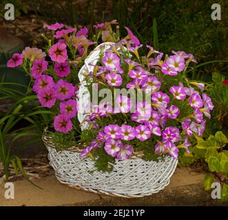 Giardinaggio contenitore, massa di belle petunia rosa e bianco vivido fiorire in un riciclato in grande cesto di vimini bianco Foto Stock