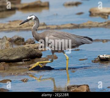 Beautiful Australian White-faced Heron, Egretta novaehollandiae, che percorre l'acqua blu tra le rocce sulla spiaggia del Queensland Foto Stock