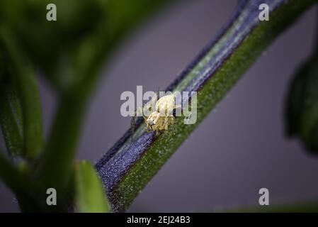 Ragno di Lynx a strisce gialle su pianta di peperoncino viola e verde Foto Stock