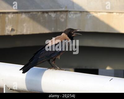 Un ritratto di un corvo all'aperto, UN corvo con cappuccio Corvus cornix, una felpa con cappuccio , un uccello nero , corvo in piedi, in Egitto Foto Stock