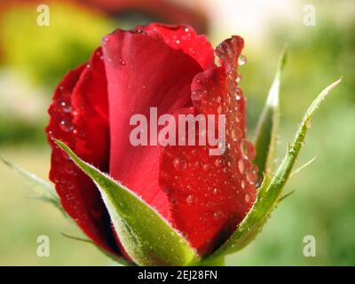 Un primo piano di un fiore di rosa rosso in crescita con gocce d'acqua e gocce sui petali di rosa, gocce di pioggia sulla rosa rossa, gocce di rugiada Foto Stock