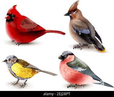 Set di uccelli invernali con cardinale rosso, titmouse, waxwing e bullfinch, disegno 3d isolato illustrazione vettoriale Illustrazione Vettoriale