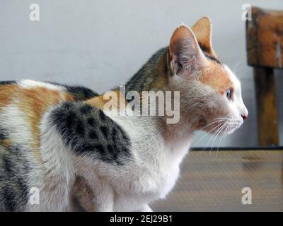 Gatto egiziano randagio, gatto domestico di strada, un gatto semi-posseduto all'aperto Foto Stock