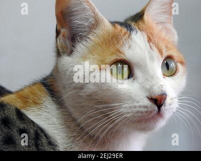 Gatto egiziano randagio, gatto domestico di strada, un gatto semi-posseduto all'aperto Foto Stock