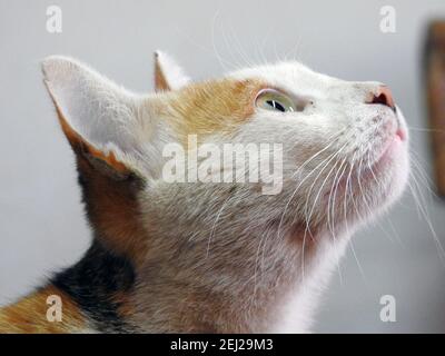 Gatto egiziano randagio, gatto domestico di strada, un gatto semi-posseduto all'aperto Foto Stock