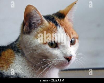 Gatto egiziano randagio, gatto domestico di strada, un gatto semi-posseduto all'aperto Foto Stock