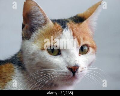 Gatto egiziano randagio, gatto domestico di strada, un gatto semi-posseduto all'aperto Foto Stock