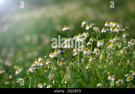 Camomilla campo fiori bordo. Bella scena della natura con camomille mediche fiorenti in luce solare. Medicina alternativa Spring Daisy. Estate volata Foto Stock