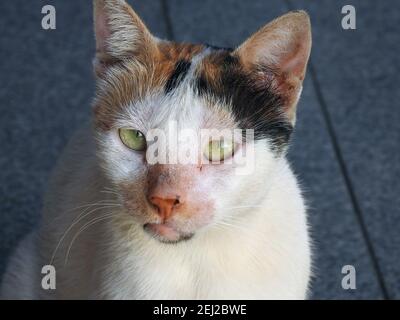 Gatto egiziano randagio, gatto domestico di strada, un gatto semi-posseduto all'aperto, un ritratto di gatto di strada egiziano Foto Stock