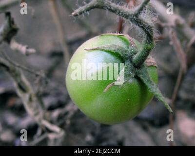 Solanum lycopersicum, una vista ravvicinata della coltivazione della frutta di pomodoro in un giardino del Cairo Egitto Foto Stock