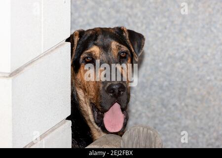 Un primo piano di guardare il pastore tedesco rottweiler dietro il parete Foto Stock