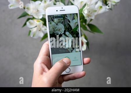 Un anthofile prova PictureQuesta applicazione su un iPhone per identificare un fiore. Il fiore nella foto è giglio peruviano (giglio degli Inca). Foto Stock