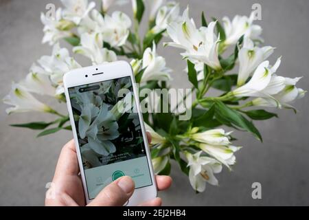 Un anthofile prova PictureQuesta applicazione su un iPhone per identificare un fiore. Il fiore nella foto è giglio peruviano (giglio degli Inca). Foto Stock