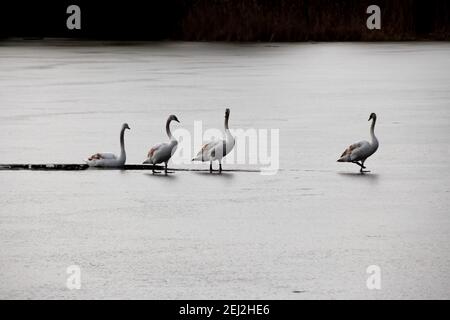 Quattro cigni su un lago ghiacciato Foto Stock