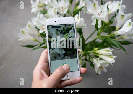 Un anthofile prova PictureQuesta applicazione su un iPhone per identificare un fiore. Il fiore nella foto è giglio peruviano (giglio degli Inca). Foto Stock