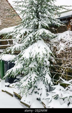 Cedro in un giardino coperto di neve Foto Stock