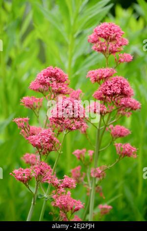 Fiori rosa-rossiccio di ruber di Centranthus, chiamati anche valeriano rosso, valeriano sperone, kiss-me-quick, pennello di volpe, barba del diavolo e barba di Giove. Foto Stock