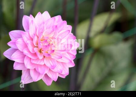 Dahlia decorativa 'Melody Harmony'. Fiori pallidi malva Foto Stock