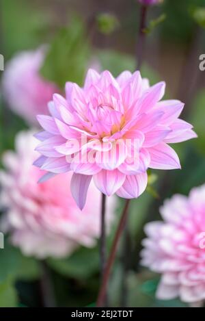 Dahlia decorativa 'Melody Harmony'. Fiori pallidi malva Foto Stock