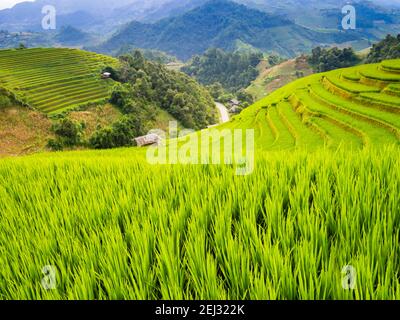 Tipico paesaggio di risaie terrazzate nelle montagne di Mu Cang Chai, provincia di Yen Bai, Vietnam settentrionale Foto Stock