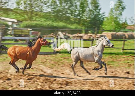Cavalli arabi nel paddock Foto Stock